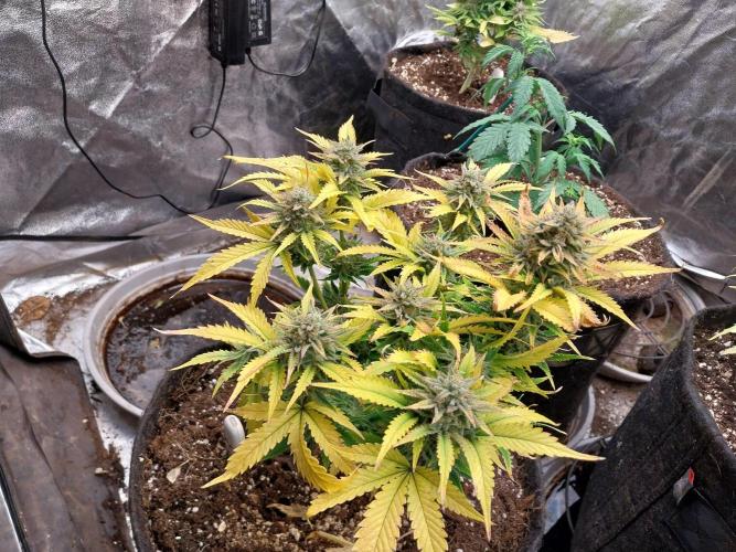 Pierrette de la lune 2. Week 9 - 07/01