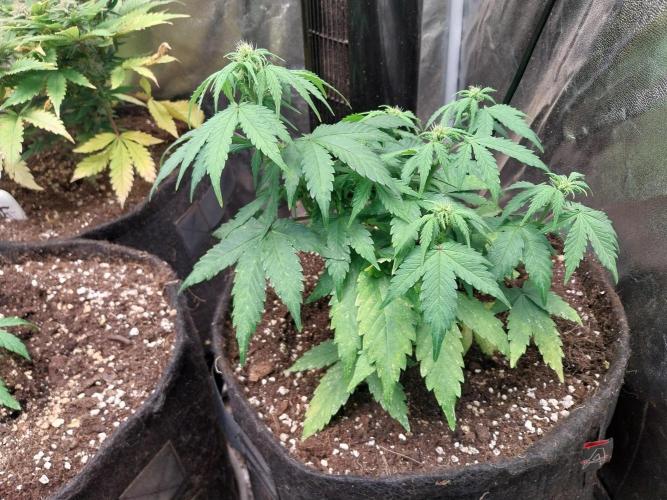 Quoitesqueu. Week 8 - 26/12