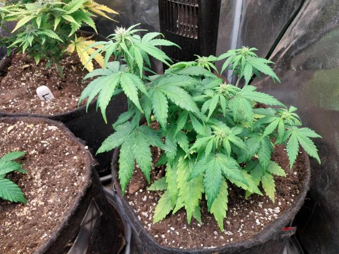 Quoitesqueu. Week 8 - 27/12