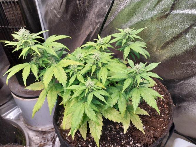 Quoitesqueu. Week 8 - 06/01