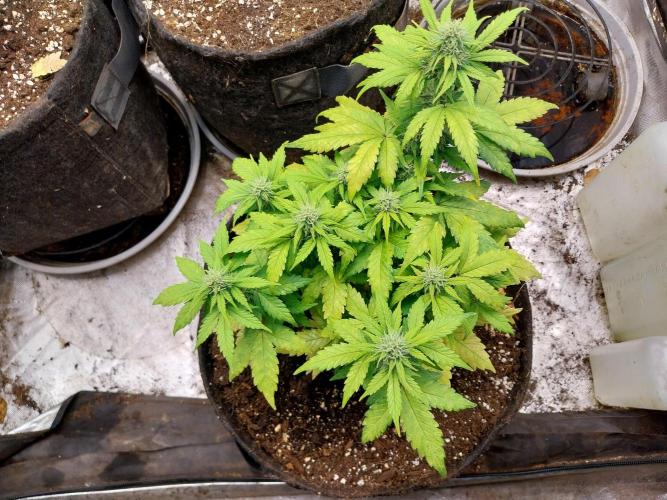 Quoitesqueu. Week 8 - 08/01