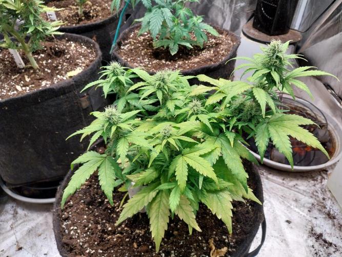 Quoitesqueu. Week 8 - 08/01