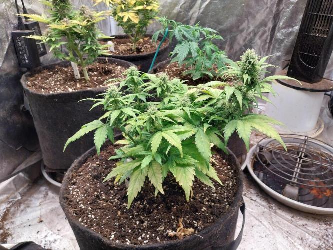 Quoitesqueu. Week 8 - 08/01