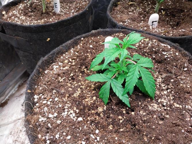 habannon. Week 5 - 27/12