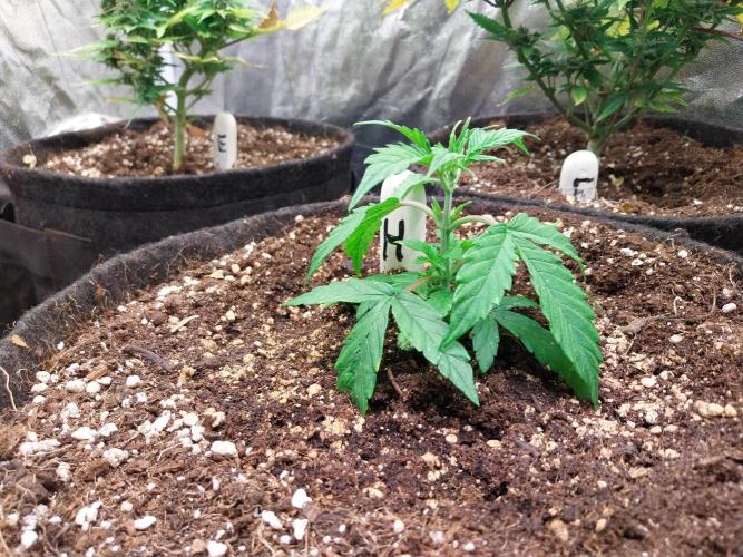 habannon. Week 5 - 28/12