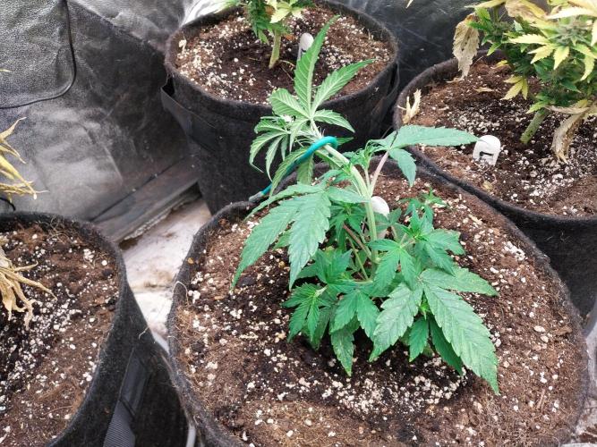 habannon. Week 5 - 06/01