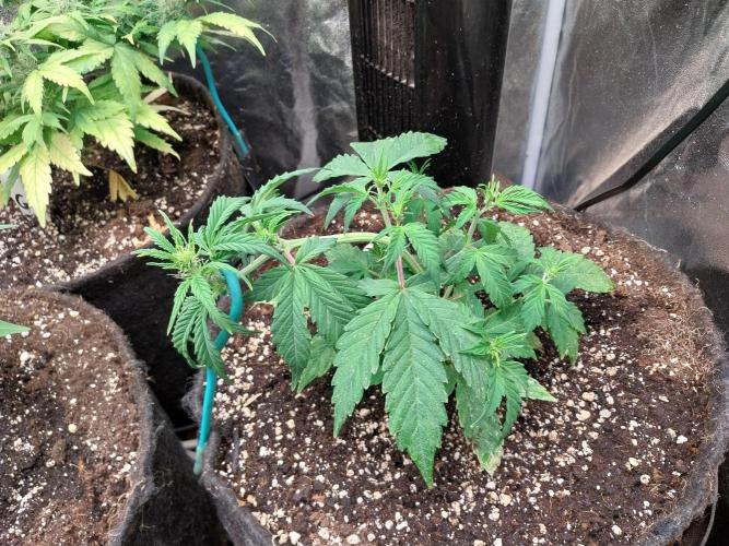 habannon. Week 5 - 08/01