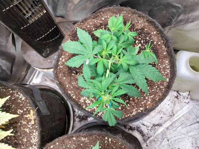 habannon. Week 5 - 09/01