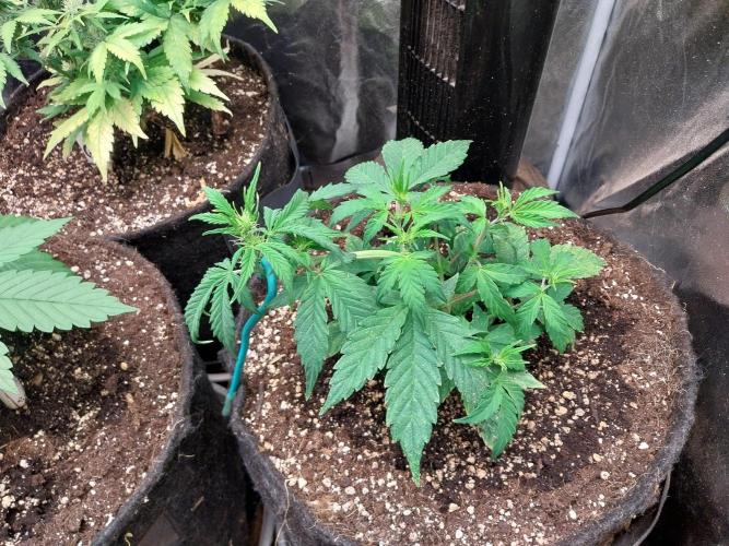 habannon. Week 5 - 09/01