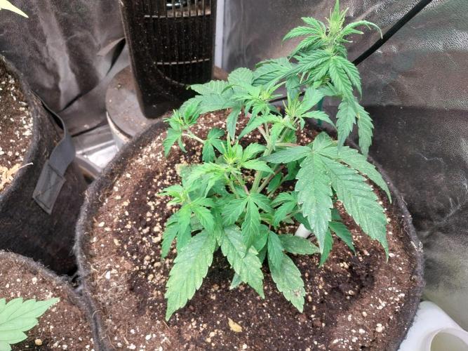 habannon. Week 5 - 09/01