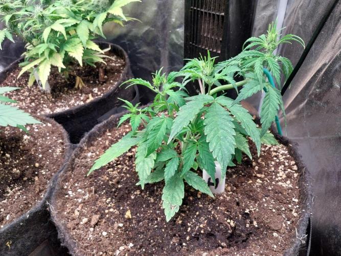 habannon. Week 5 - 09/01