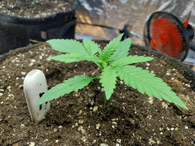 Testelabeu. Week 4 - 28/12