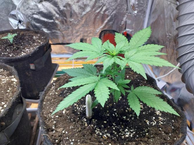 Testelabeu. Week 4 - 06/01