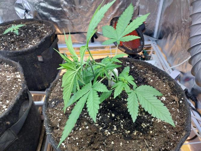 Testelabeu. Week 4 - 07/01