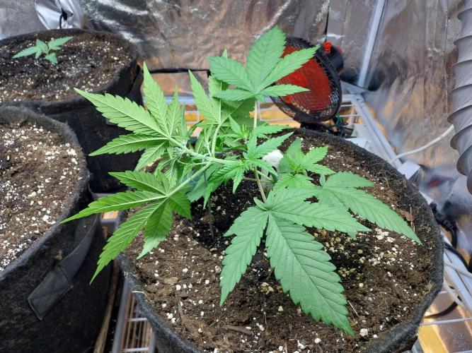 Testelabeu. Week 4 - 08/01