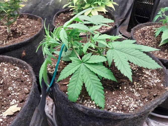 Testelabeu. Week 4 - 09/01