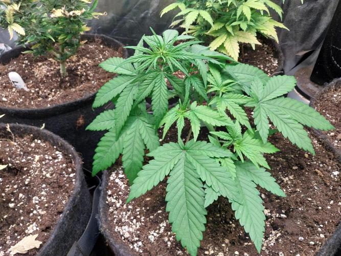 Testelabeu. Week 4 - 10/01 