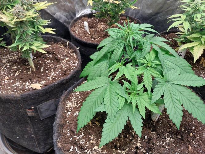 Testelabeu. Week 4 - 10/01