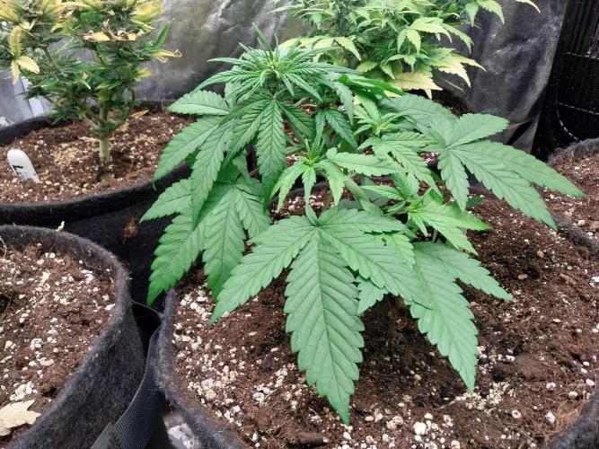 Testelabeu. Week 4 - 10/01