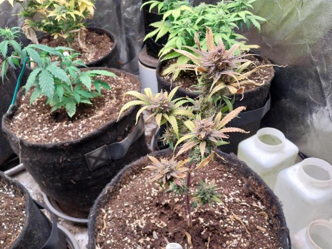 Poudraufou. Week 14 - 07/01