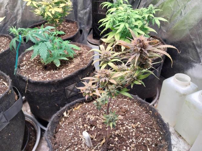 Poudraufou. Week 14 - 08/01