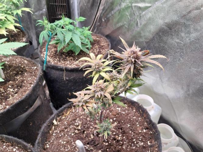 Poudraufou. Week 14 - 09/01