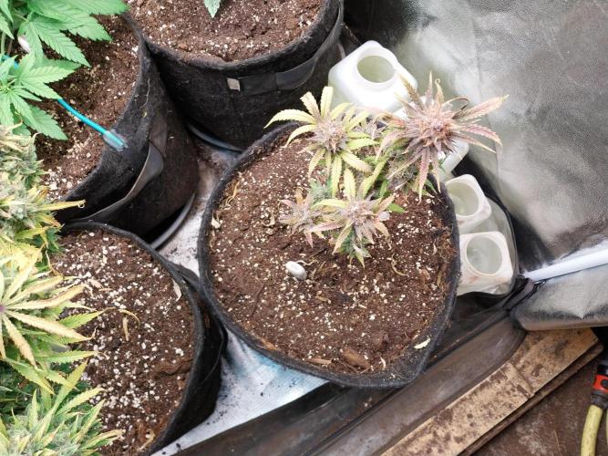 Poudraufou. Week 14 - 11/01