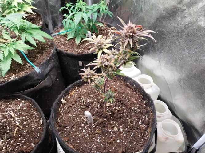 Poudraufou. Week 14 - 11/01