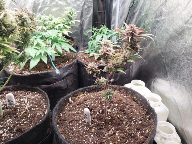 Poudraufou. Week 14 - 11/01