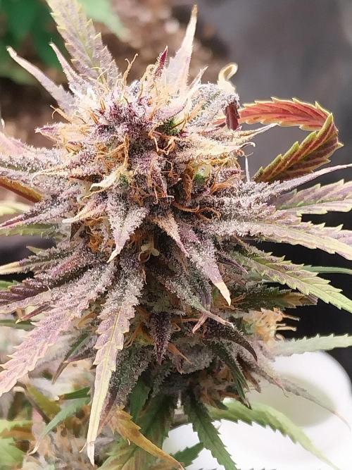 Poudraufou. Week 14 - 11/01