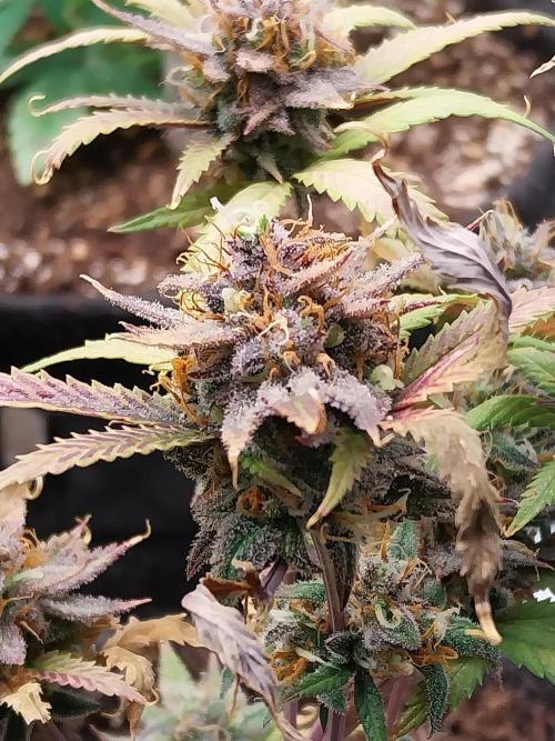 Poudraufou. Week 14 - 11/01