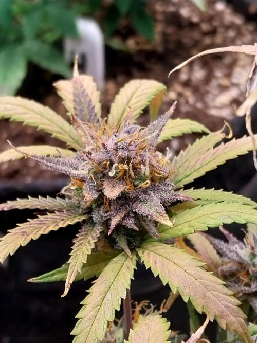 Poudraufou. Week 14 - 11/01