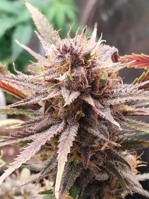 Poudraufou. Week 14 - 11/01