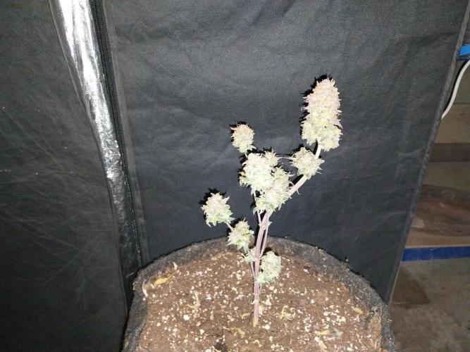 Poudraufou. Week 14 - 11/01