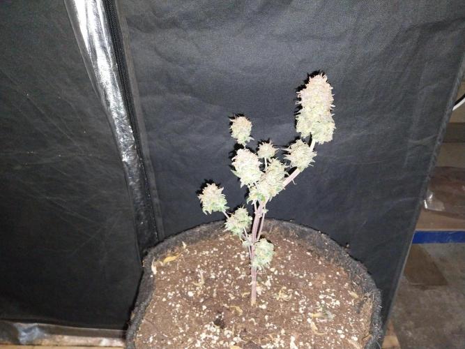 Poudraufou. Week 14 - 11/01