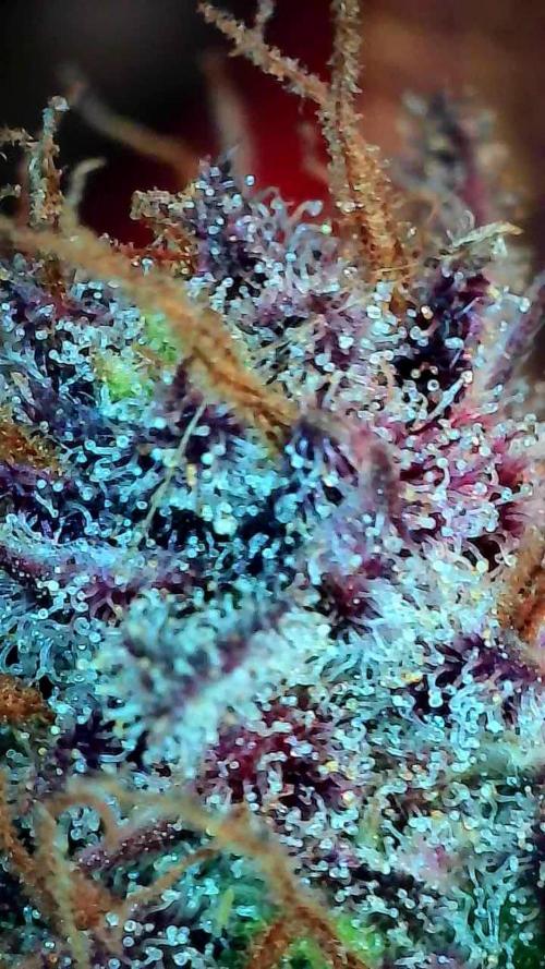 Poudraufou. Week 14 - 11/01