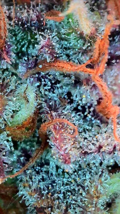 Poudraufou. Week 14 - 11/01