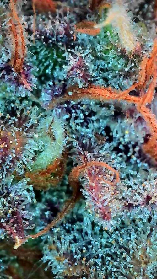 Poudraufou. Week 14 - 11/01