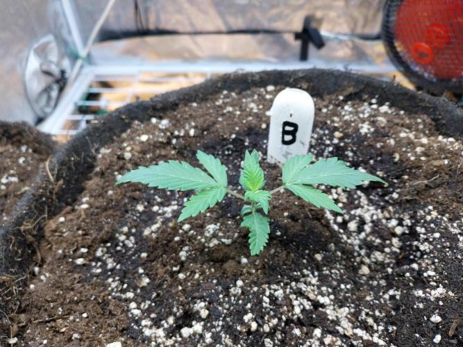 astéroweed. Week 2 - 08/01