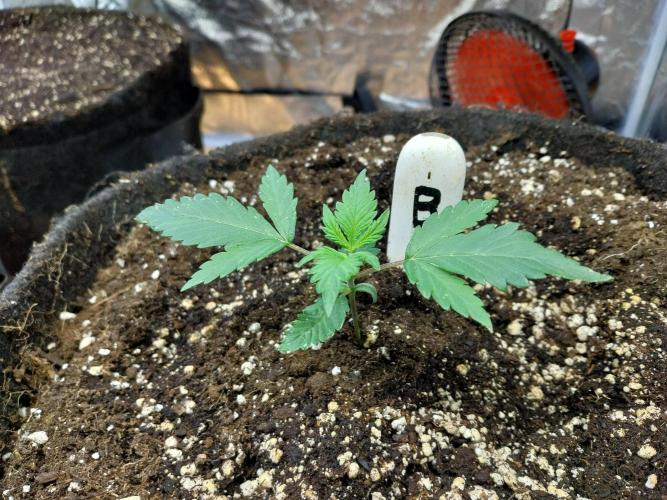 astéroweed. Week 2 - 09/01