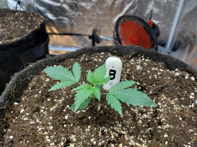 astéroweed. Week 2 - 10/01