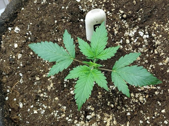 astéroweed. Week 2 - 11/01