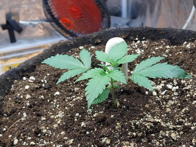 astéroweed. Week 2 - 11/01