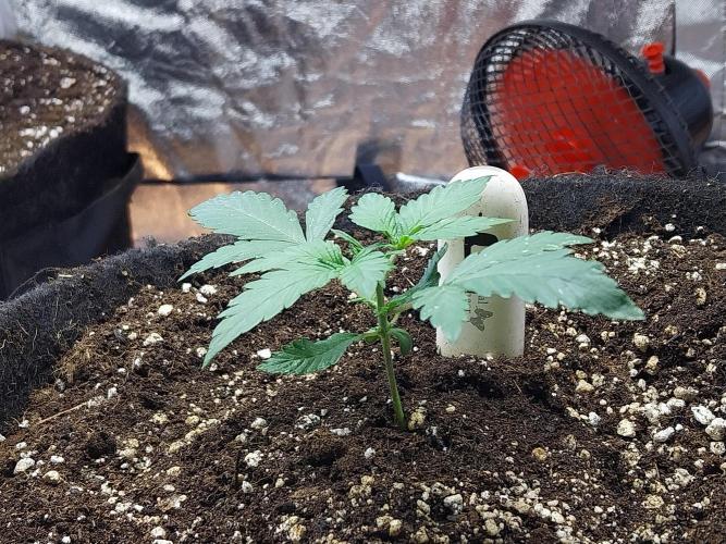 astéroweed. Week 2 - 11/01