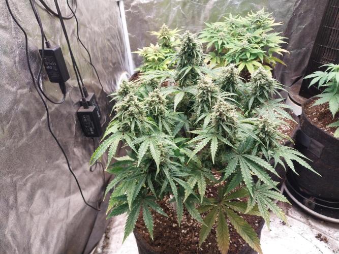 Oeuf-coktail. Week 14 - 24/12