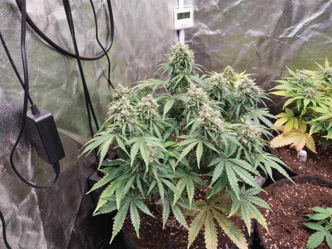 Oeuf-coktail. Week 14 - 26/12