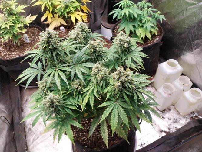 Oeuf-coktail. Week 14 - 27/12