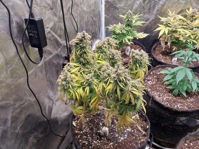 Oeuf-coktail. Week 14 - 06/01