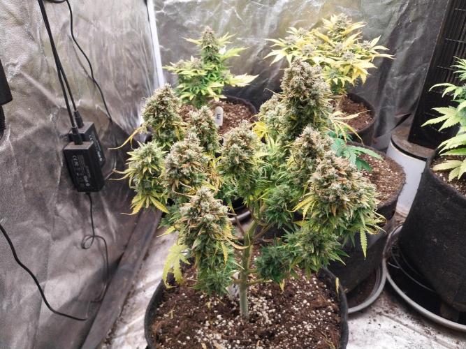 Oeuf-coktail. Week 14 - 07/01