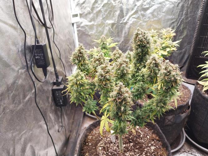 Oeuf-coktail. Week 14 - 08/01